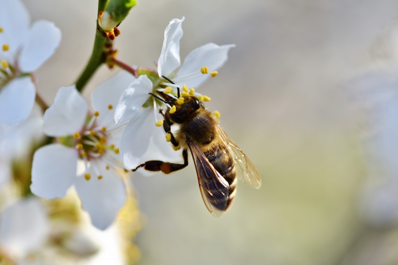 jardinerie-PEILLON-min_bee-4092986